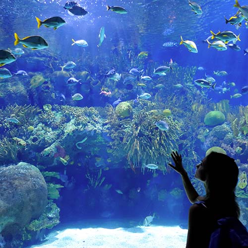 Acquario di Cattolica