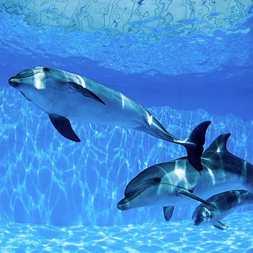 Oltremare parco tematico, delfini